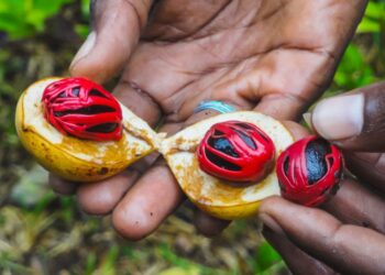 Mahasiswa UGM Lakukan Penelitian Pala di Belanda