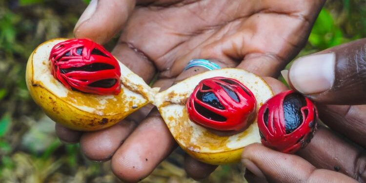 Mahasiswa UGM Lakukan Penelitian Pala di Belanda