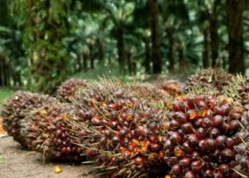 Tim Ekspedisi Patriot UGM Kaji Potensi Komoditas di Transmigrasi Konawe Utara