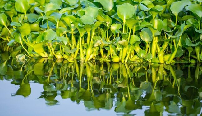 Potensi Eceng Gondok dan Mikroalga sebagai Bahan Alami untuk Penyembuhan Luka Diabetes