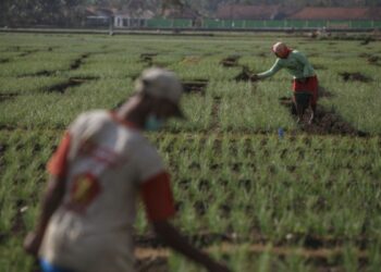 Mahasiswa UGM Teliti Potensi Pertanian Pesisir Selatan Yogyakarta