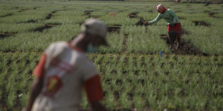 Mahasiswa UGM Teliti Potensi Pertanian Pesisir Selatan Yogyakarta