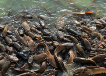 Mahasiswa UGM Ciptakan Alat Sortir Lele Otomatis Berbasis Sensor