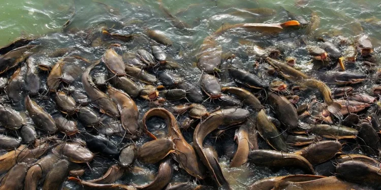 Mahasiswa UGM Ciptakan Alat Sortir Lele Otomatis Berbasis Sensor