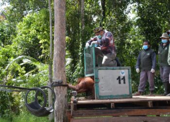 Pemprov Kalteng Tingkatkan Kerja Sama untuk Konservasi Orangutan