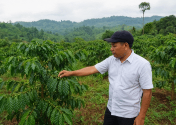 Bener Meriah Siapkan Peremajaan Kopi, Targetkan 10 Ribu Hektare di 2026