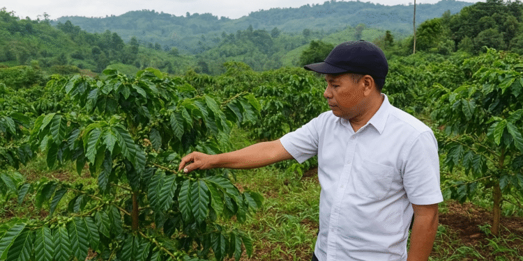 Bener Meriah Siapkan Peremajaan Kopi, Targetkan 10 Ribu Hektare di 2026