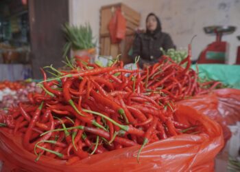 Penurunan Harga Cabai Merah di Padang Panjang Capai 13,64 Persen