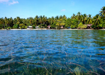 Peluncuran Peta Lamun Nasional Segera Dilakukan