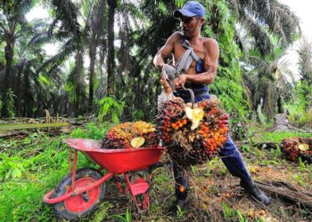 Wamenlu: Standar Global untuk Industri Sawit Diperlukan