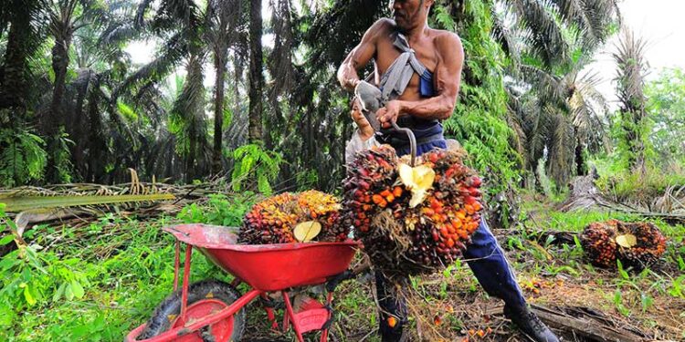 Wamenlu: Standar Global untuk Industri Sawit Diperlukan