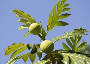 Manfaat Daun Sukun yang Sering Diabaikan