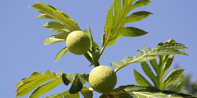 Manfaat Daun Sukun yang Sering Diabaikan