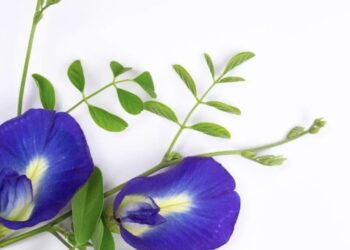 Bunga-Bunga Ini Ternyata Bisa Dikonsumsi dan Kaya Manfaat