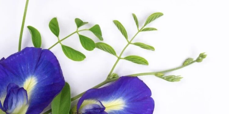 Bunga-Bunga Ini Ternyata Bisa Dikonsumsi dan Kaya Manfaat