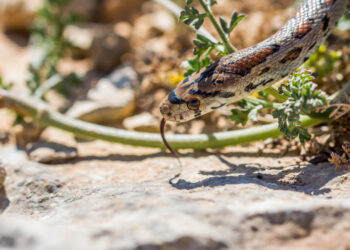 Peningkatan Kasus Gigitan Ular di Indonesia, Pakar UGM Dorong Inovasi Serum Antibisa