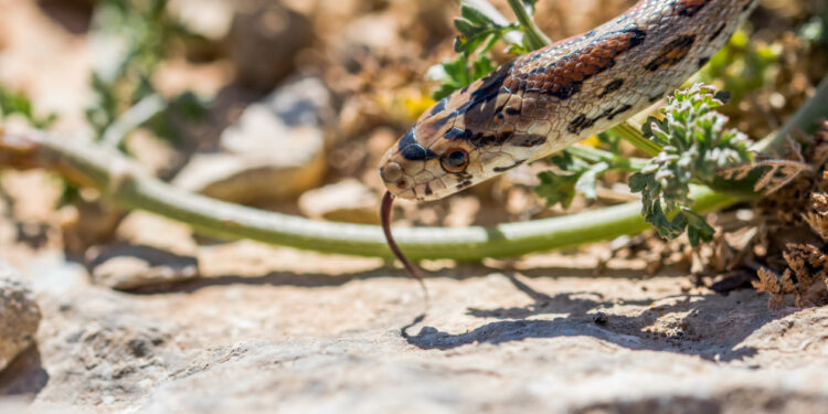 Peningkatan Kasus Gigitan Ular di Indonesia, Pakar UGM Dorong Inovasi Serum Antibisa