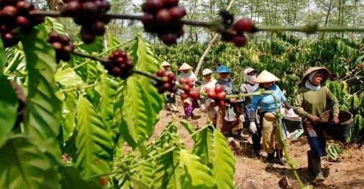 KJRI Kota Kinabalu Dorong Ekspansi Kopi Indonesia di Sabah