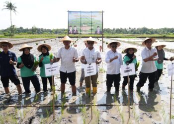 Sleman Jadi Percontohan Kampung Peramalan OPT untuk Kendalikan Hama Tikus