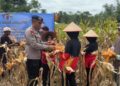 Brimob Polda Jabar dan Petani Tasikmalaya Gelar Panen Raya Jagung