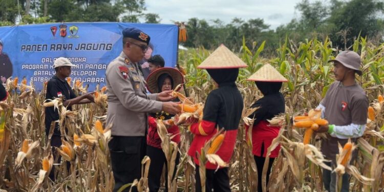 Brimob Polda Jabar dan Petani Tasikmalaya Gelar Panen Raya Jagung