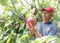 Cau Chocolates Tingkatkan Produktivitas Kakao Bali Melalui Pendampingan Petani