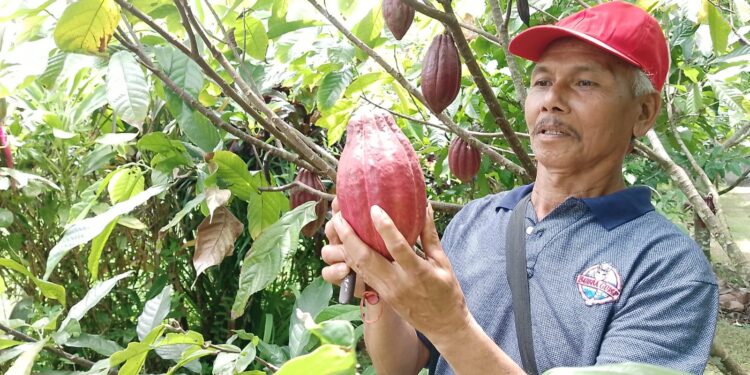 Cau Chocolates Tingkatkan Produktivitas Kakao Bali Melalui Pendampingan Petani