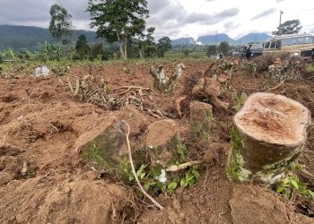 Polisi Selidiki Kasus Perusakan Kebun Teh di Pangalengan