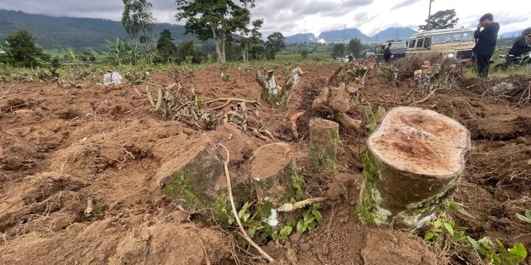 Polisi Selidiki Kasus Perusakan Kebun Teh di Pangalengan