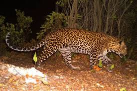 Pakar UGM Soroti Ancaman Kepunahan Macan Tutul Jawa dan Pentingnya Konservasi