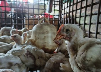 Rencana Investasi Rp1,3 Triliun untuk Industri Ayam Ras di Riau
