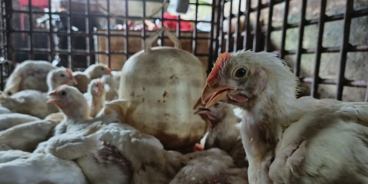 Rencana Investasi Rp1,3 Triliun untuk Industri Ayam Ras di Riau