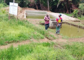 Kampung Yetetkun Aktifkan Kembali Kolam Ikan Lele Jumbo untuk Ketahanan Pangan