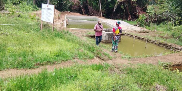 Kampung Yetetkun Aktifkan Kembali Kolam Ikan Lele Jumbo untuk Ketahanan Pangan