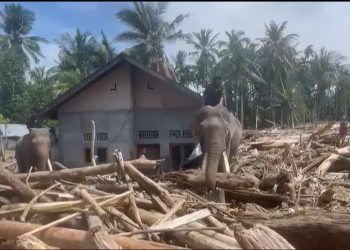 Gajah Dikerahkan untuk Bantu Bersihkan Material Banjir di Pidie Jaya