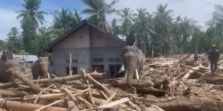 Gajah Dikerahkan untuk Bantu Bersihkan Material Banjir di Pidie Jaya