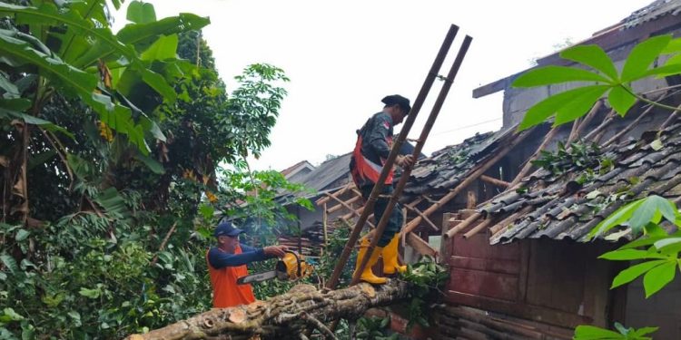 BPBD Batang Tanggap Atasi Pohon Tumbang di Wonotunggal