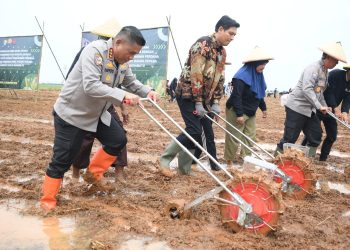 Pemkab Indramayu, FKDB, dan Polri Bersinergi Tanam Jagung untuk Kemandirian Pangan