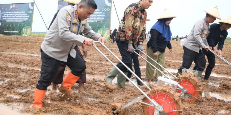 Pemkab Indramayu, FKDB, dan Polri Bersinergi Tanam Jagung untuk Kemandirian Pangan