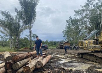 Kemenhut Tingkatkan Pengawasan Kayu di Sumatra Pasca Bencana