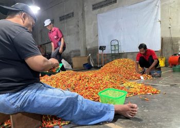 STA Tempel Sleman Berperan Penting dalam Melindungi Petani Cabai