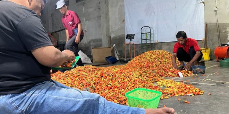 STA Tempel Sleman Berperan Penting dalam Melindungi Petani Cabai