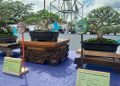 Seni Merawat Bonsai di Pameran Nasional Pesona Bonsai Homeland of Melayu II