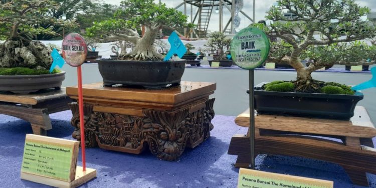 Seni Merawat Bonsai di Pameran Nasional Pesona Bonsai Homeland of Melayu II