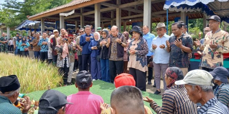Kapolresta Sleman Hadiri Panen Raya Padi HMS700, Dukung Ketahanan Pangan