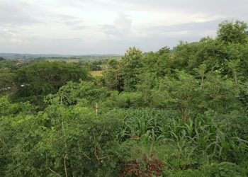 Pesanggem Gondang: Sinergi Manusia dan Alam di Hutan Bojonegoro