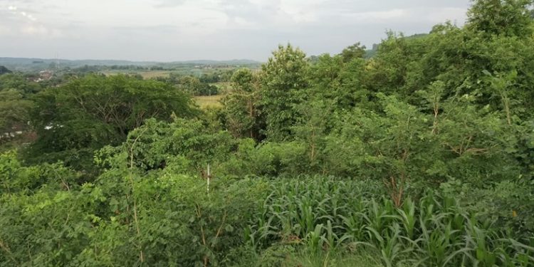 Pesanggem Gondang: Sinergi Manusia dan Alam di Hutan Bojonegoro