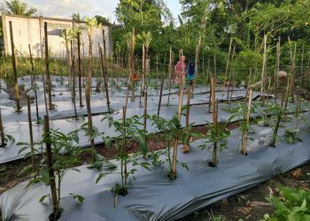 KWT Ngudi Rejeki Gama 16 Sleman Tingkatkan Ketahanan Pangan dan Pemberdayaan Perempuan