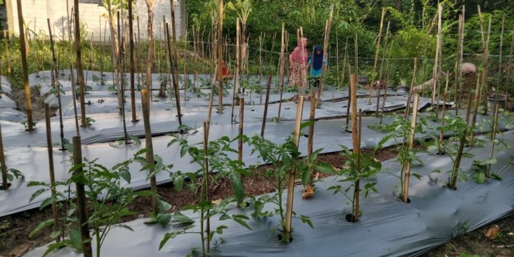 KWT Ngudi Rejeki Gama 16 Sleman Tingkatkan Ketahanan Pangan dan Pemberdayaan Perempuan