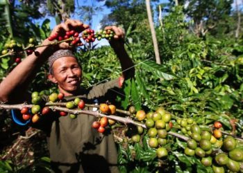 KBRI Kairo Promosikan Kopi Indonesia Lewat Gastrodiplomasi di Mesir